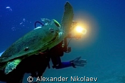 Diver with green turtle.  by Alexander Nikolaev 
